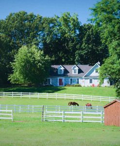 Horses In Fenced Pasture