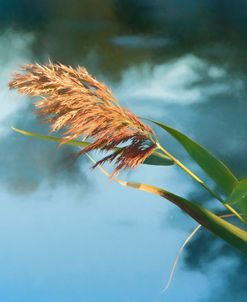 Phragmite In Soft Evening Light