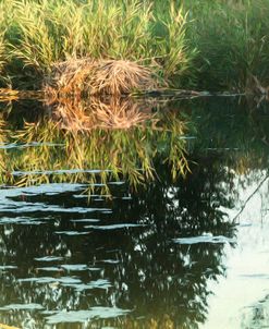 Warm Summer Evening By Pond