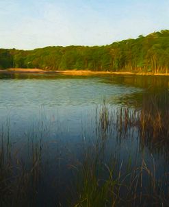 Bulrush In Pond At Evening