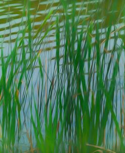 Grass Blades Criss Cross By Pond
