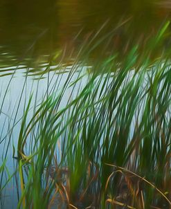 Grass Blades In Wind By Lake At Dusk