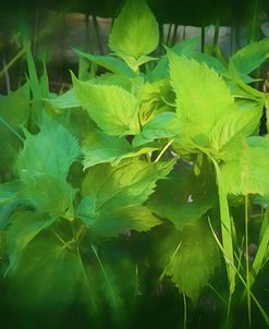 Green Leafs In Morning Sunlight