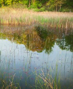 Lily Pads And Reeds