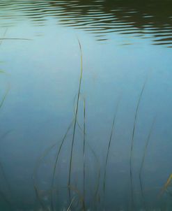 Long Grass Blades In Wind By Lake