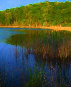 Bulrush In Pond Along Forest