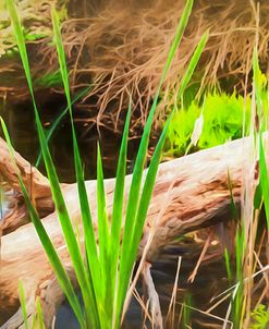 New Reeds Along Swamp
