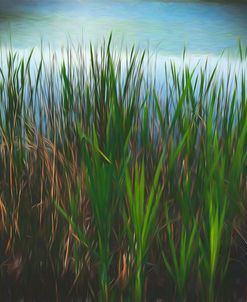 Reeds In Vignetting