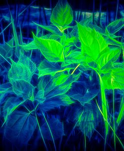 Thistle Leaves