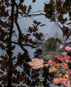 Acorn Falling Into Pond With Tree Reflections