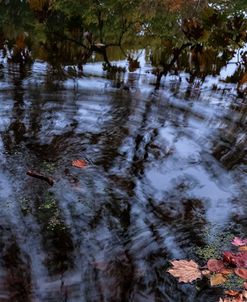 Autumn Colored Leaves In Pool Of Ripples