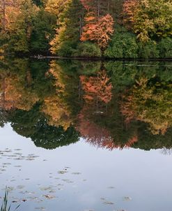 Autumn Foliage In Forest By Lake