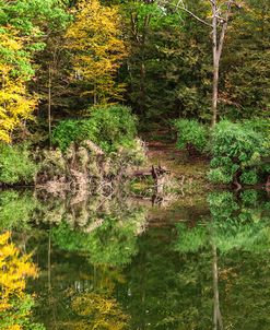 Autumn Forest Reflections Lake Side
