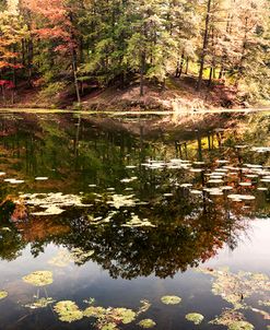 Autumn Lakeside View Of Forest