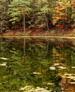 Autumn Lakeside With Lily Pads And Forest