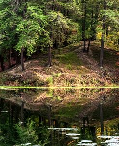 Autumn With Pines On Hill Lakeside