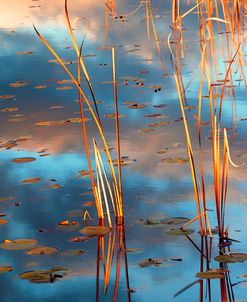 Cattails At Dusk