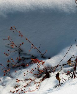 Little Red Berries In Snow