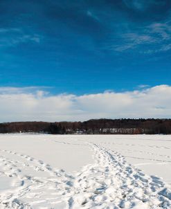 Tracks In Snow