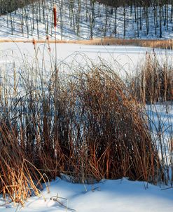 Cattails In Snow Covered Landscapes