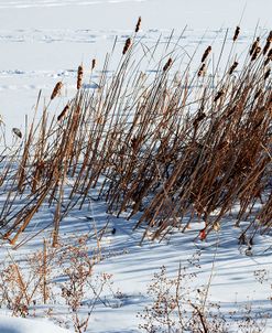 Cattails In Snow