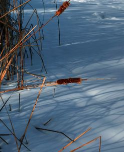 Two Cattails