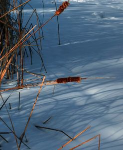 Two Cattails