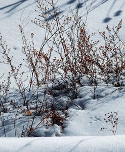 Weeds Poking Through Snow