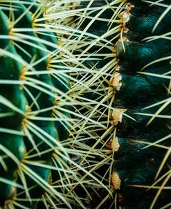 Merging Rows Of Cactus Needles