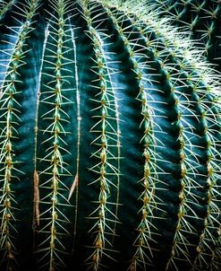 Small And Large Barrel Cactus