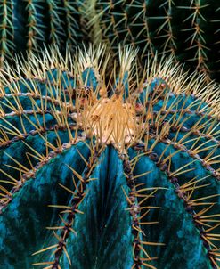 Three Barrel Cactus