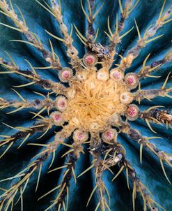 Crown Of Barrel Cactus