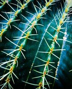 Face Of A Barrel Cactus