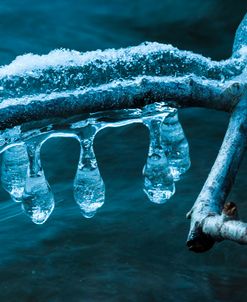 Ice Clinging On Branch In Creek
