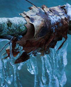 Ice Figures With Oak Leaves Over Creek