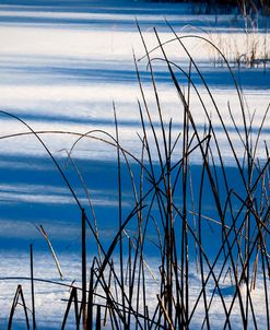 Bulrush And Shadows Upon Snow