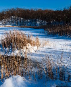 Bulrush In Snow On Frozen Pond