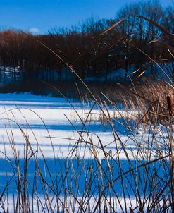 Cattails In Snow Along Pond