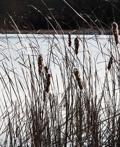 Cattails In Wind And Snow