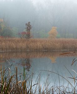Autumn Foliage In Morning Fog Along Pond-5114