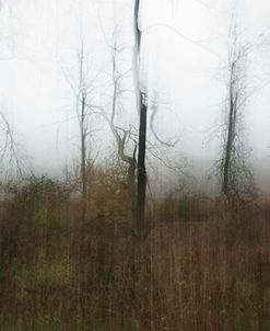 Beauty In Dead Trees In Fog-5132