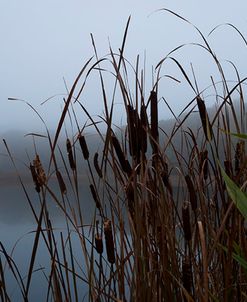 Cattails In Morning Fog Along Pond-5109