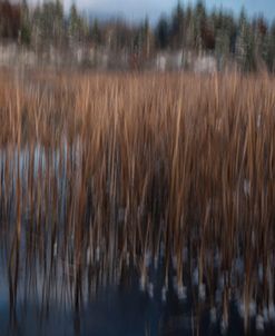 Last Days Of Autumn With Reeds And Pines-5296