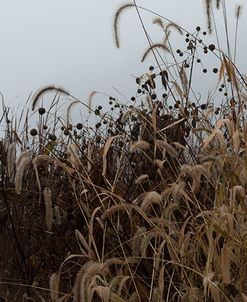 Sedgegrass Porcupines In Morning Fog-5095