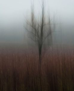 The Tree In Mist Of The Garden-5136