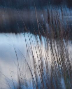 Wind Blown Reeds On Winter Day-5276