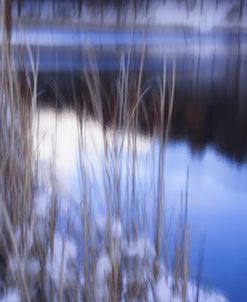 Reeds In Snow Along Pond-5281