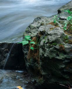 Green Vegetation Growing From Rocks Along Brook 1