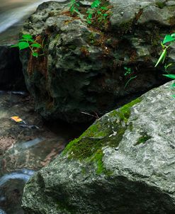 Green Vegetation Growing From Rocks Along Brook 2