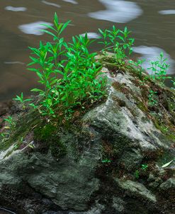 Pyramid Shaped Rock And Vegetation In Slow Flowing Water